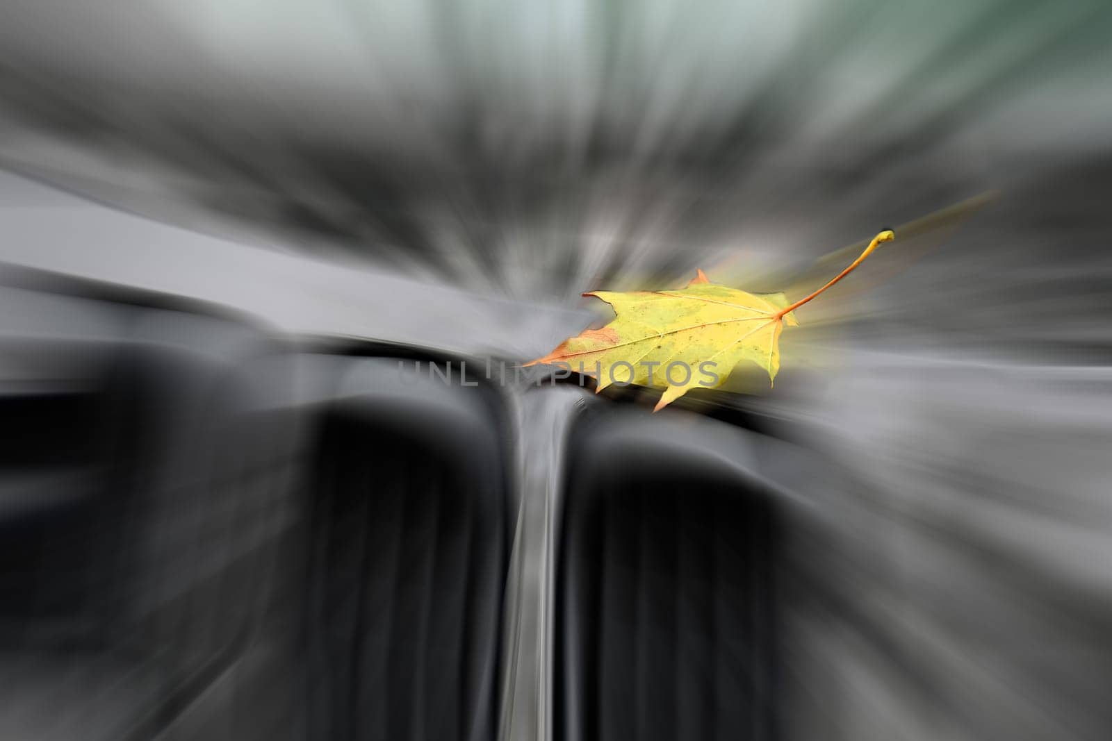 autumnal colored maple leaf on a car engine hood