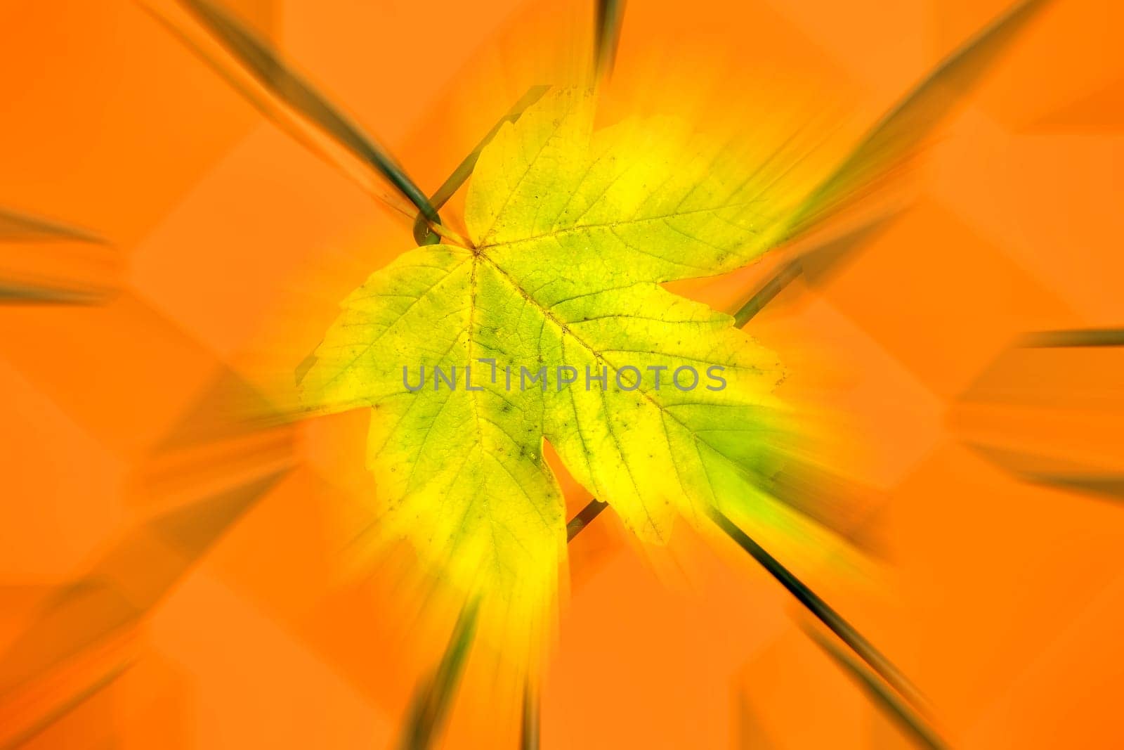 autumnal colored maple leaf in a fence in backlit, blurred with center in focus