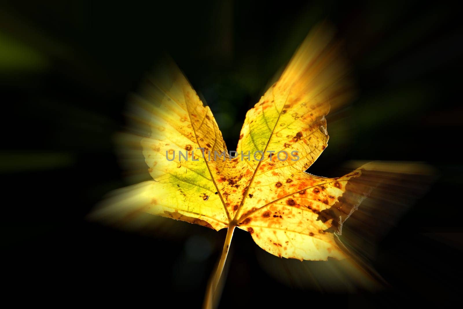 autumnal colored maple leaf in backlit,center sharp, background blurred