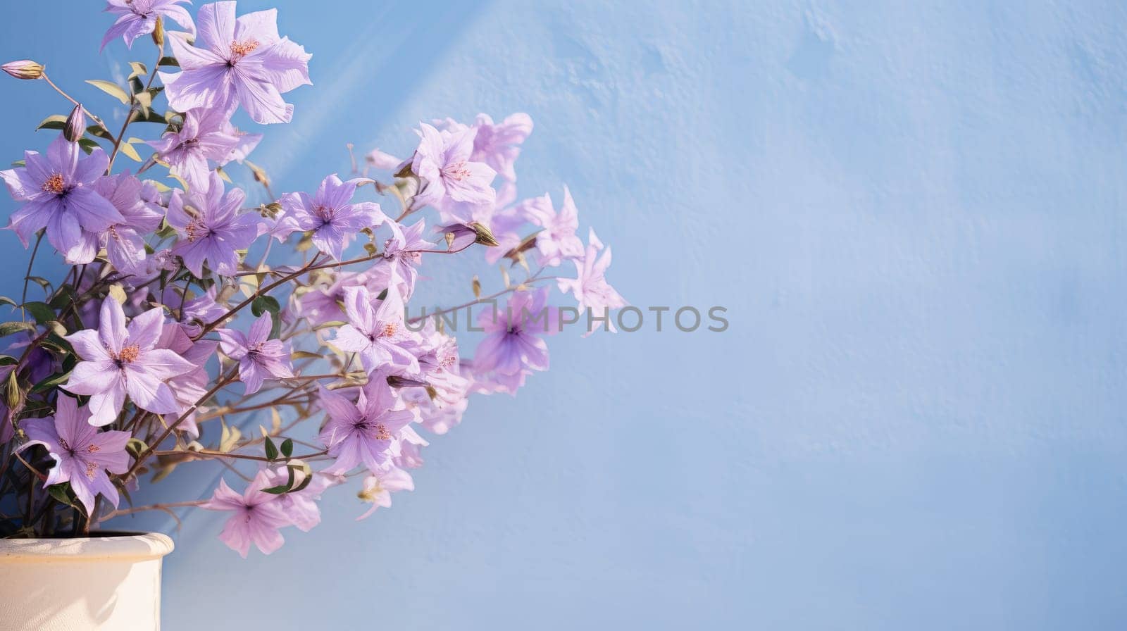 Stylish lilac flowers  in a white pot on blue wall background. Copy space. AI generated