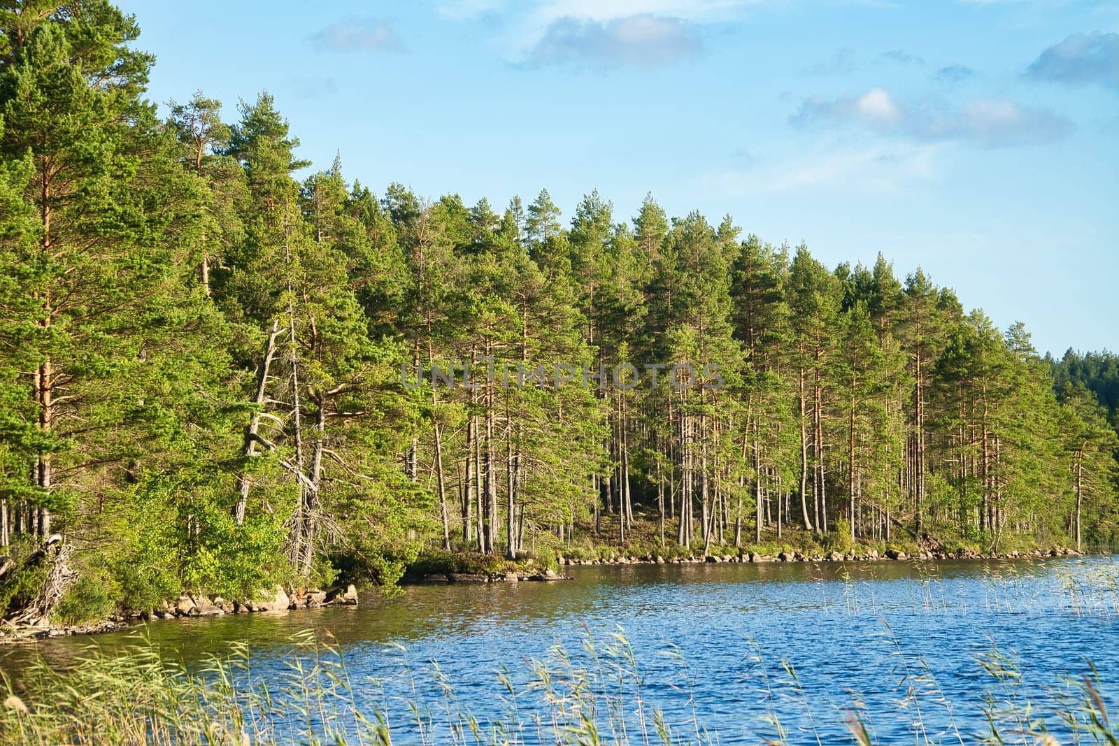 View of a lake in Smaland in Sweden. Blue water with light waves and reeds. Blue sky with veil clouds. Summer in nature in Scandinavia. Landscape photo