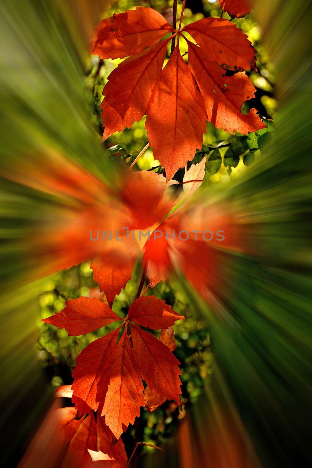 autumnal painted vine leaves, soft view with sharp center