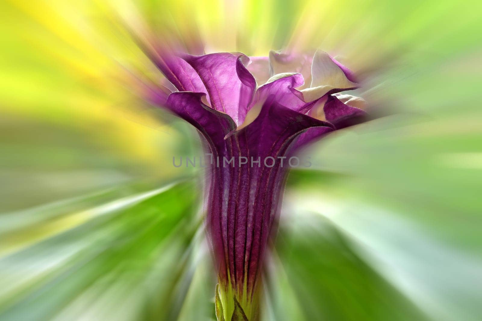 thorn apple with violet and white flower, blurred with sharp center