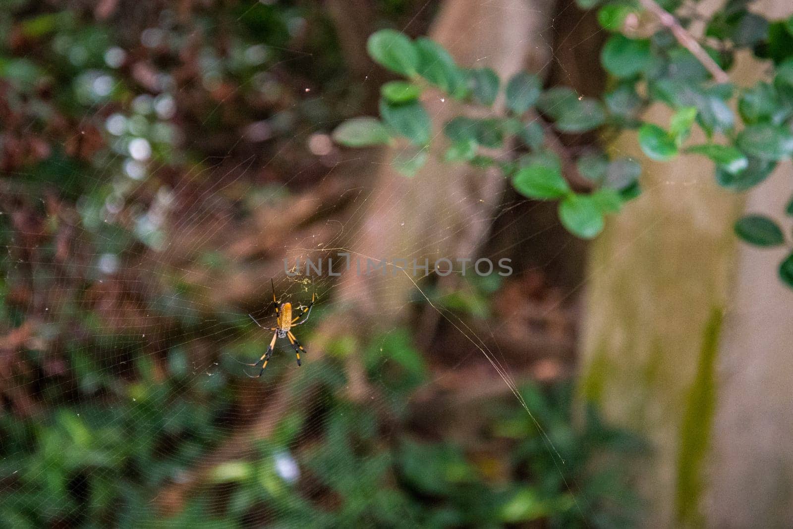 A Golden Silk Spider waiting for pres, Everglades NP, USA