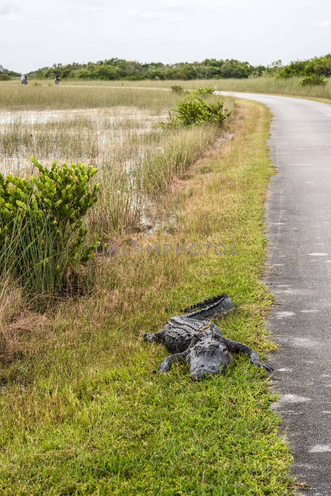 An alligator sleeping in the grass, Everglades National Park, USA