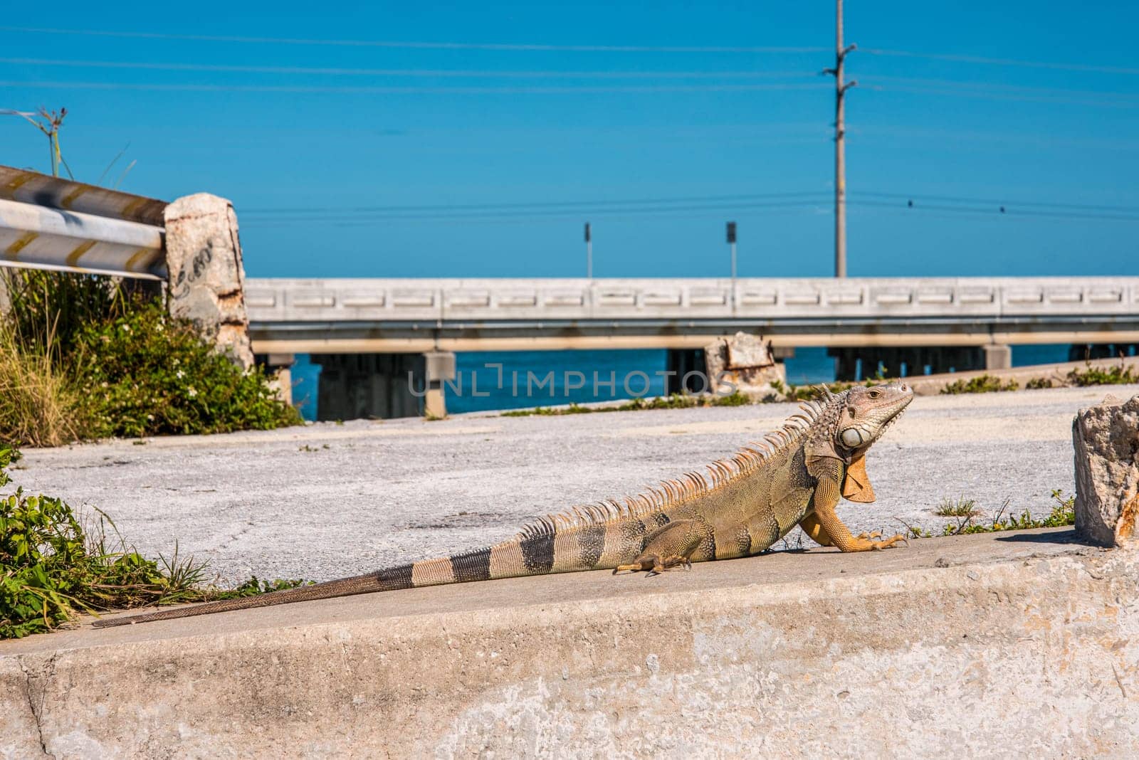 Beautiful big Iguana lizard in the Florida Keys, USA