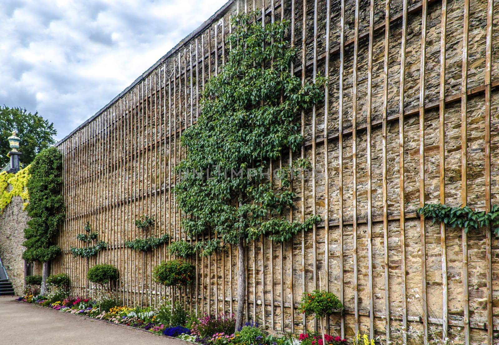 Espaliered fruit tree on a wooden scaffolding on a facade