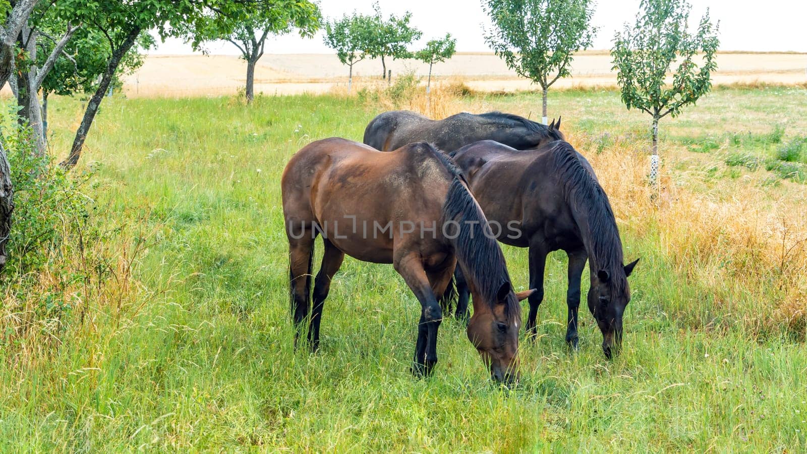 Two brown horses grazing in a pasture in summer.