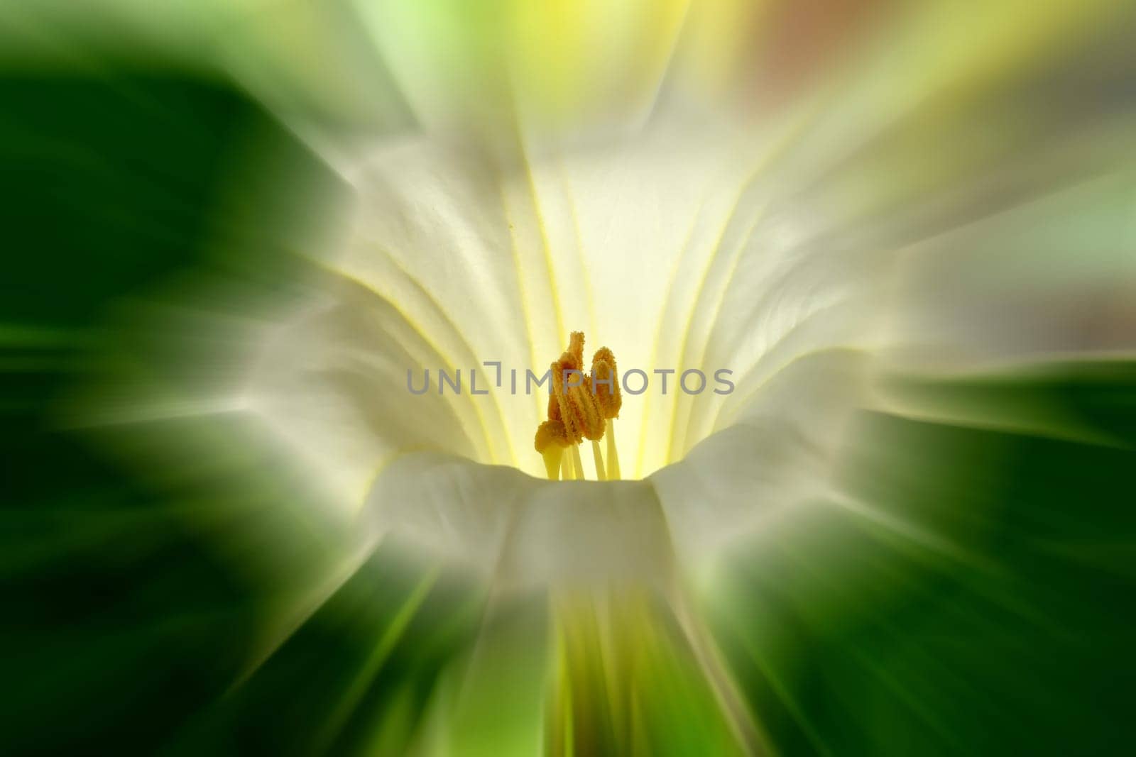 thorn apple with white flower,sharp center, blurred background