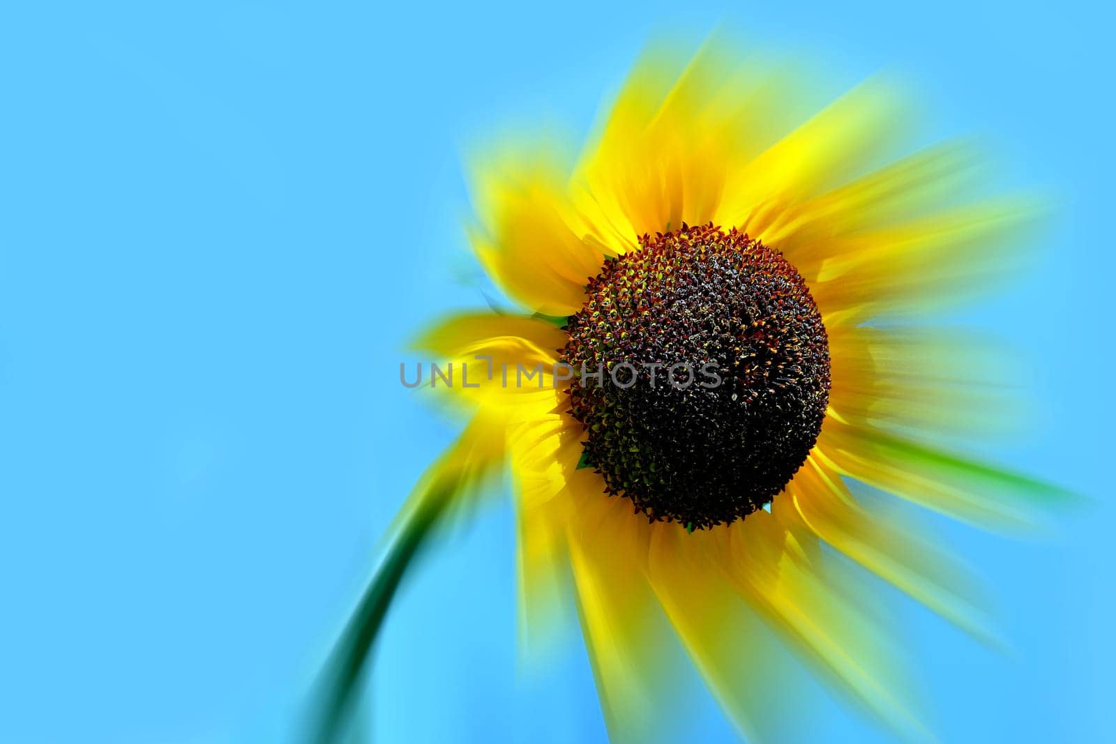 sunflower on a blue sky, seeds sharp, petals blurred