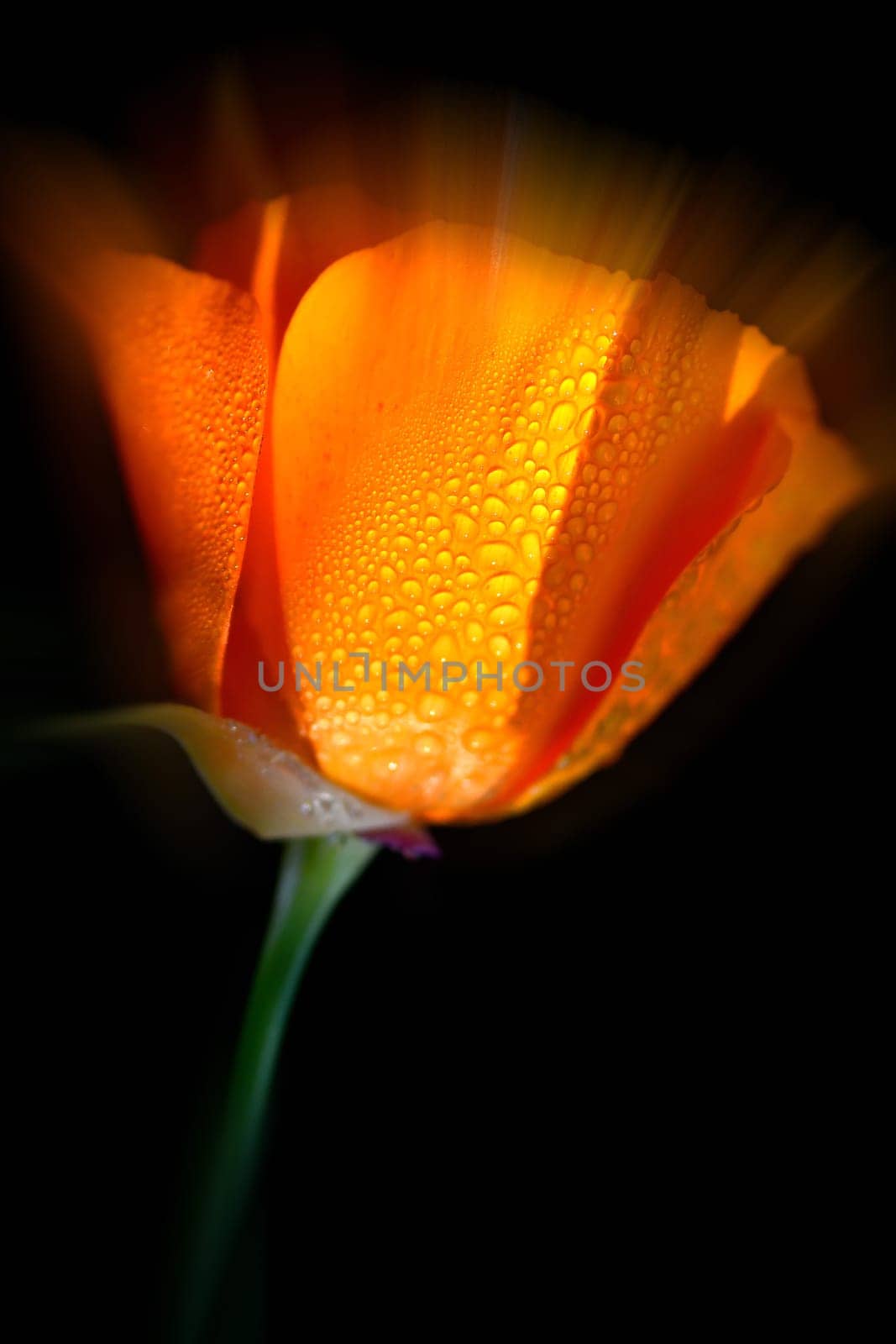 Californian poppy flower with rain drops, backround blurred