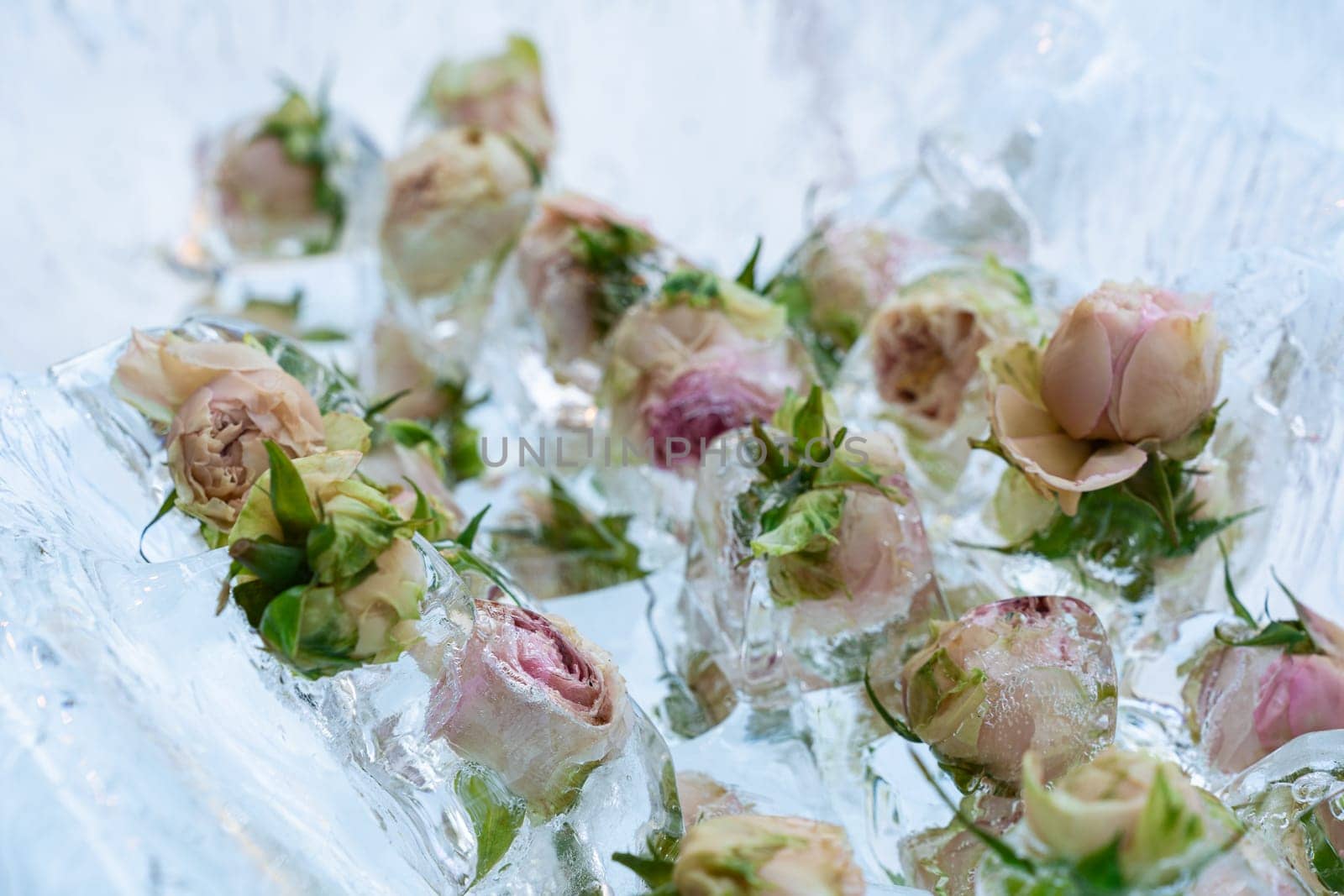 Flowers and buds of white and pink roses frozen in pieces of ice. Natural background.