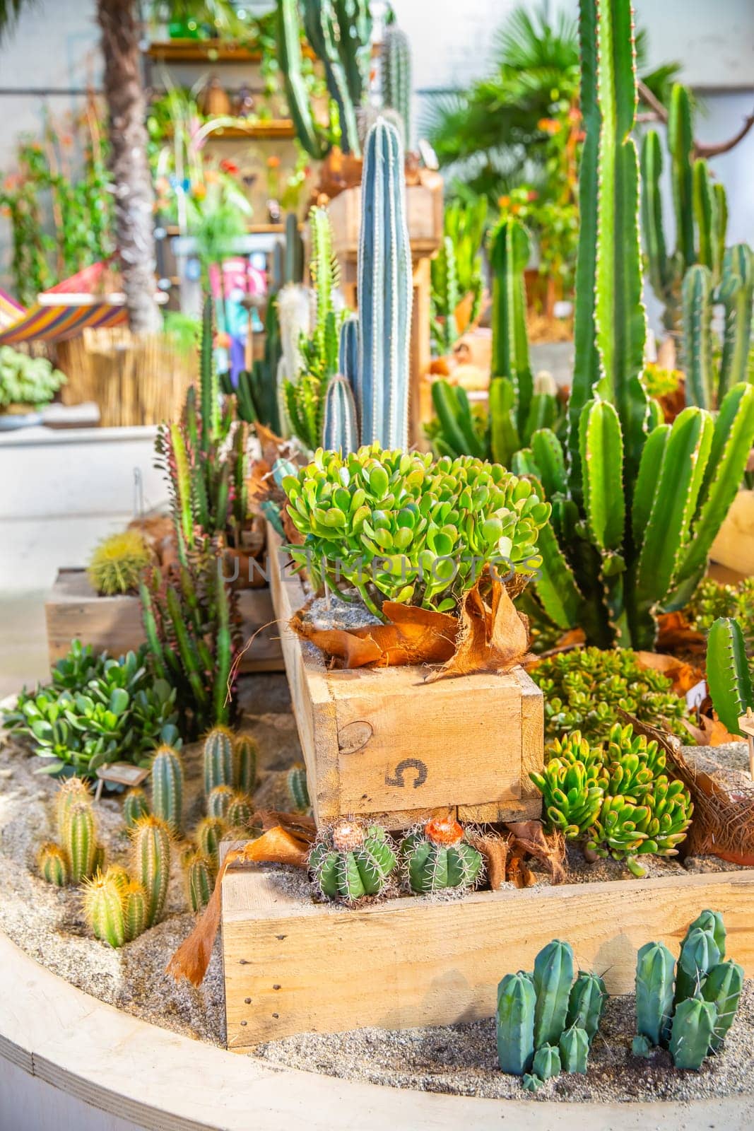Various cacti and succulents, houseplants potted in a decorative pots in a shop. Cacti and succulent garden arrangement concept