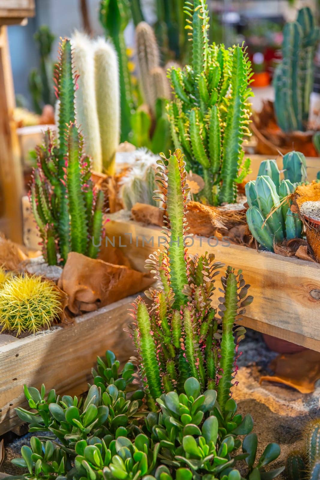 Various cacti and succulents, houseplants potted in a decorative pots in a shop. Cacti and succulent garden arrangement concept