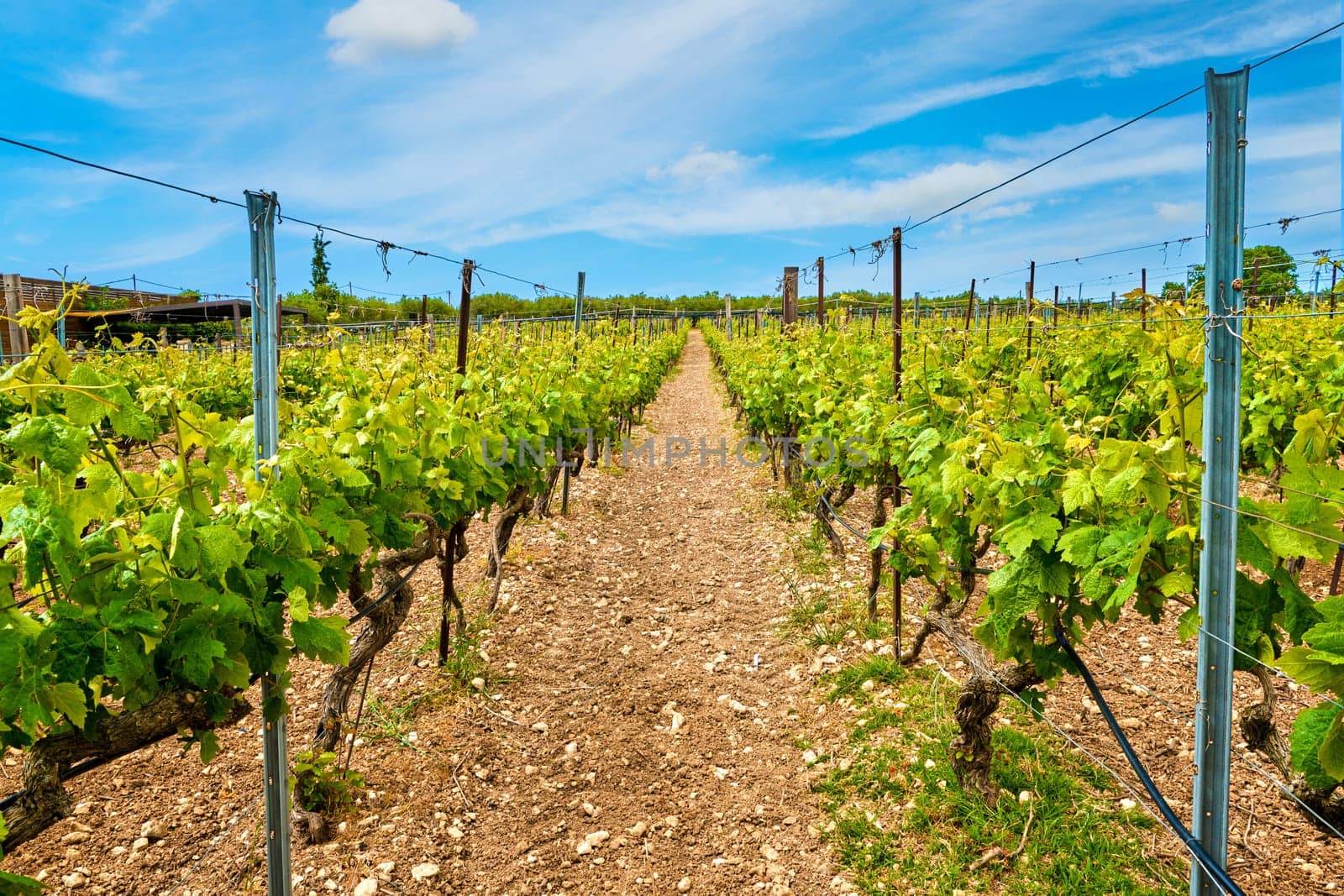 Beautiful landscape with rows of vines and distant mountains, Crete island, Greece. Wine production, autochthonous grape variety, Greek winemaking, summer, sunny day, daytime haze, heat, Cretan countryside, Mediterranean traditions