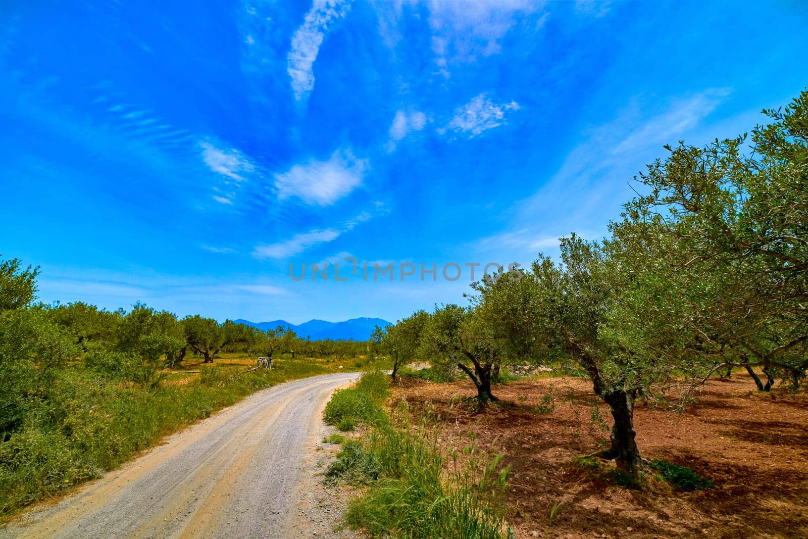 Landscape of old olive trees, countryside road, aged olives, olive oil production traditions on Crete island, Greece. Cultivation of olive trees, summer sunny day, olive grove and red rich soil, clear blue sky and clouds.