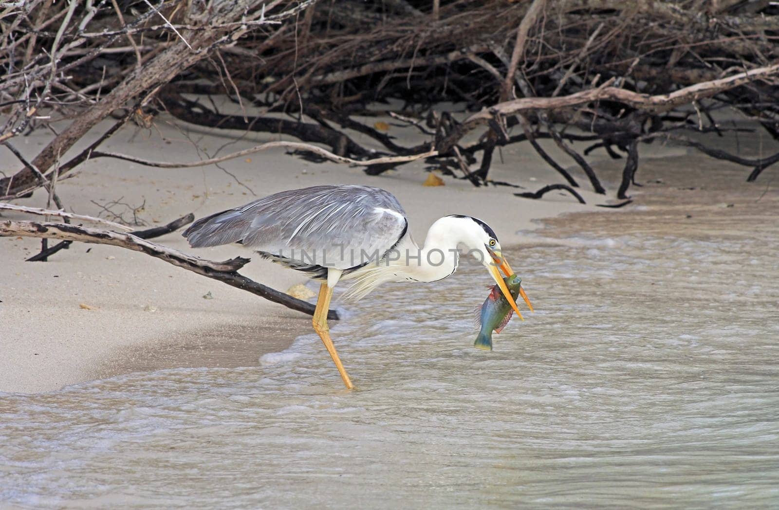 A heron eats its prey. A gray heron has caught a fish
