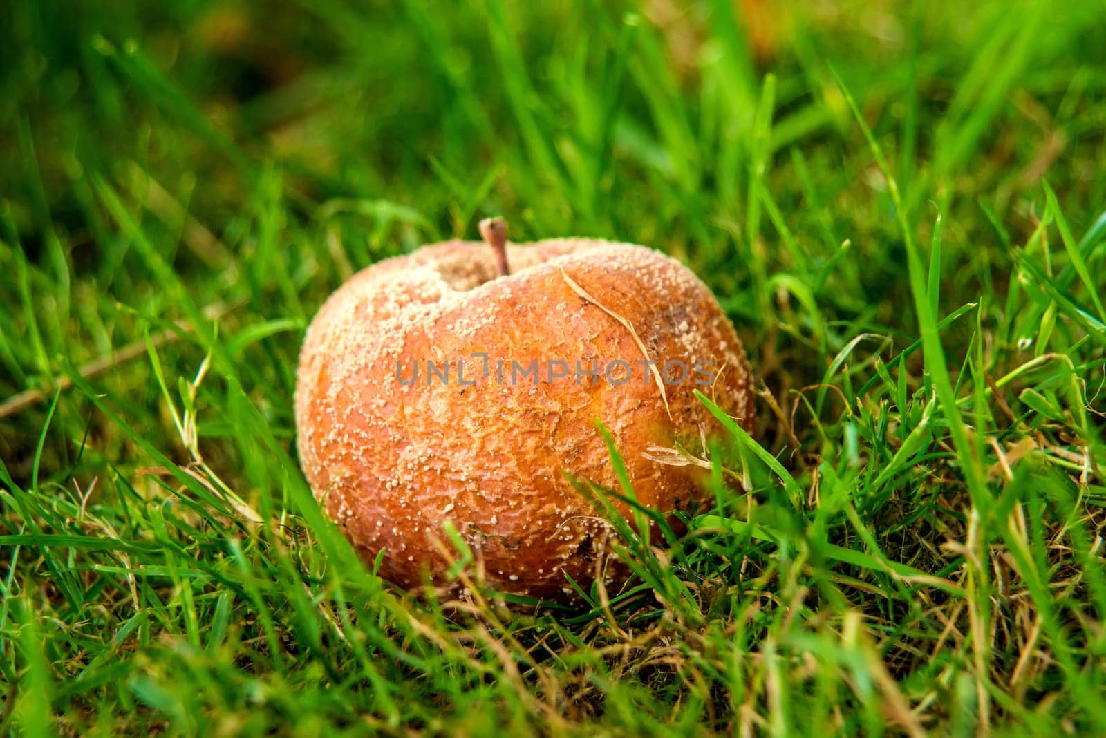 rotten apple in a meadow in autumn in Germany