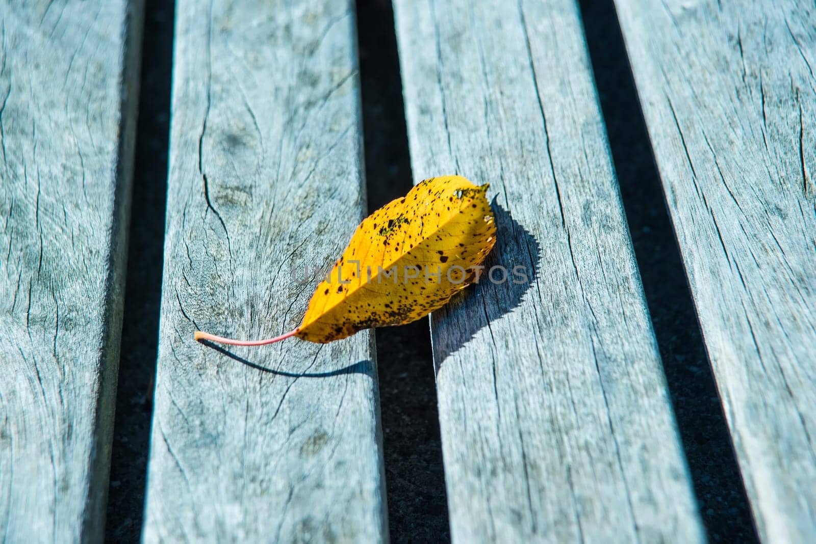 autumnal colored  leaf on a park bank