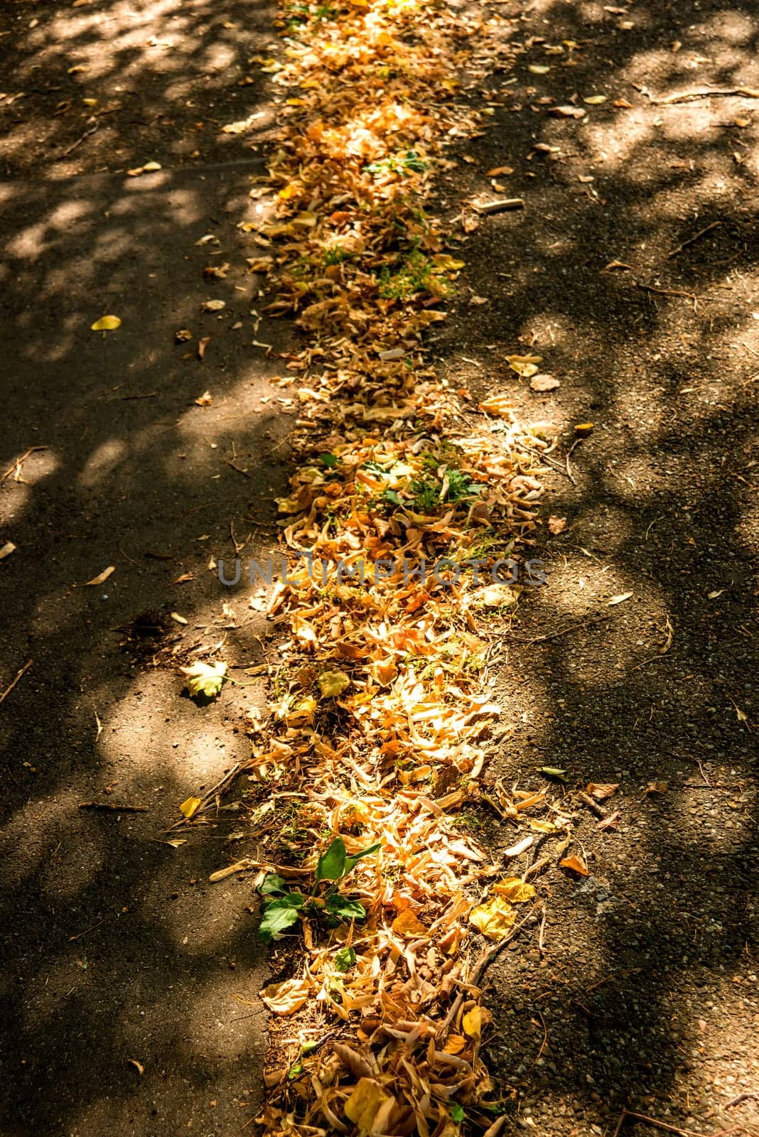 autumnal colored leaves on a sidewalk in a city in sun and shadow