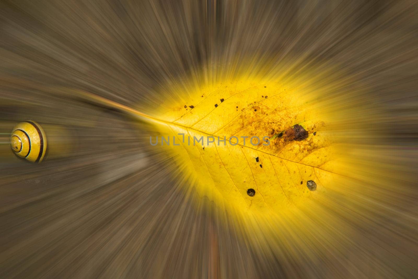 autumnal colored leaf with snail in soft focus
