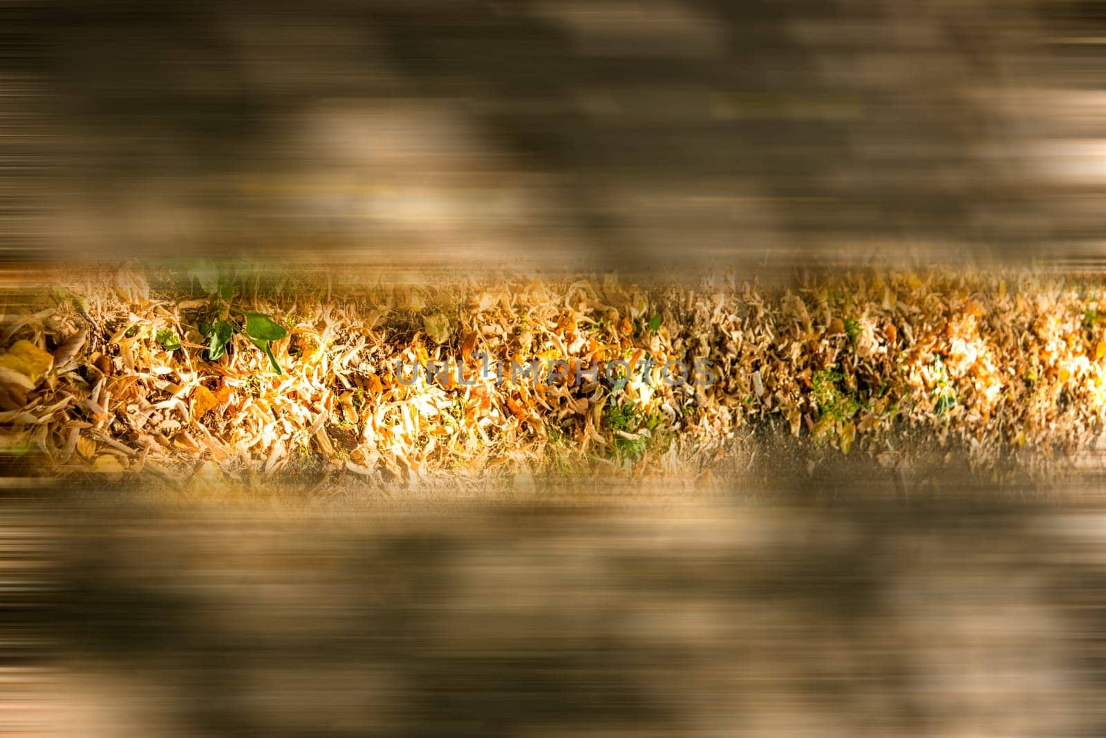 autumnal colored leaves on a sidewalk in a city in sun and shadow