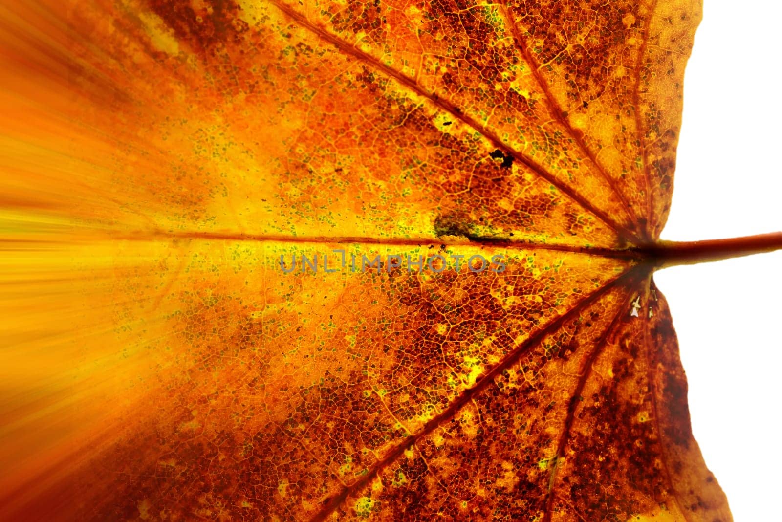 autumnal colored maple leaf in a macro