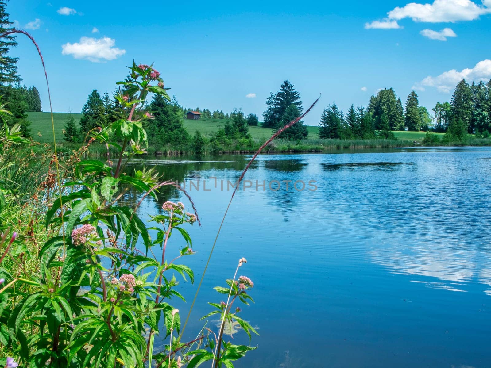 View over the idyllic Kogelweiher in Bavaria with various wild plants in the foreground against a blue sky with small white clouds in summer 2023.