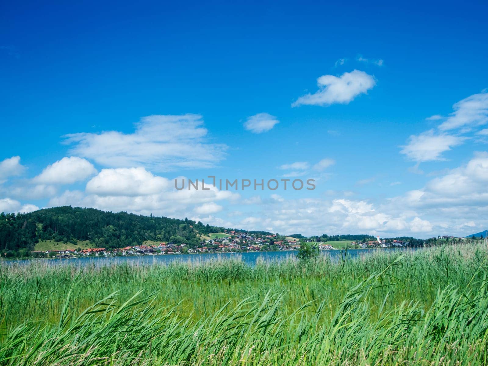 View over the Hopfensee in Bavaria from the opposite side of the village of Hopfen am See in summer against a blue sky with white clouds.