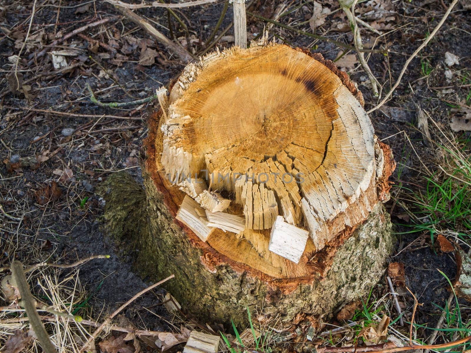 Elevated view of a felled weathered stump of a conifer.