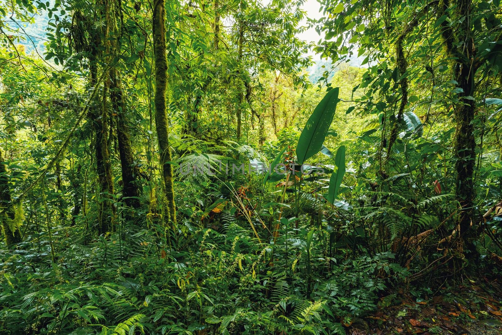 Dense Tropical rainforest landscape. Mountain rain forest with mist and low clouds. Traditional Costa Rica green landscape. Tapanti national park, Costa Rica