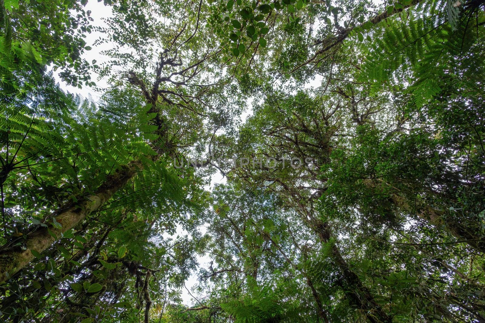 Dense Tropical rain-forest treetop, Tapanti national park, forest green landscape, Costa Rica wilderness landscape