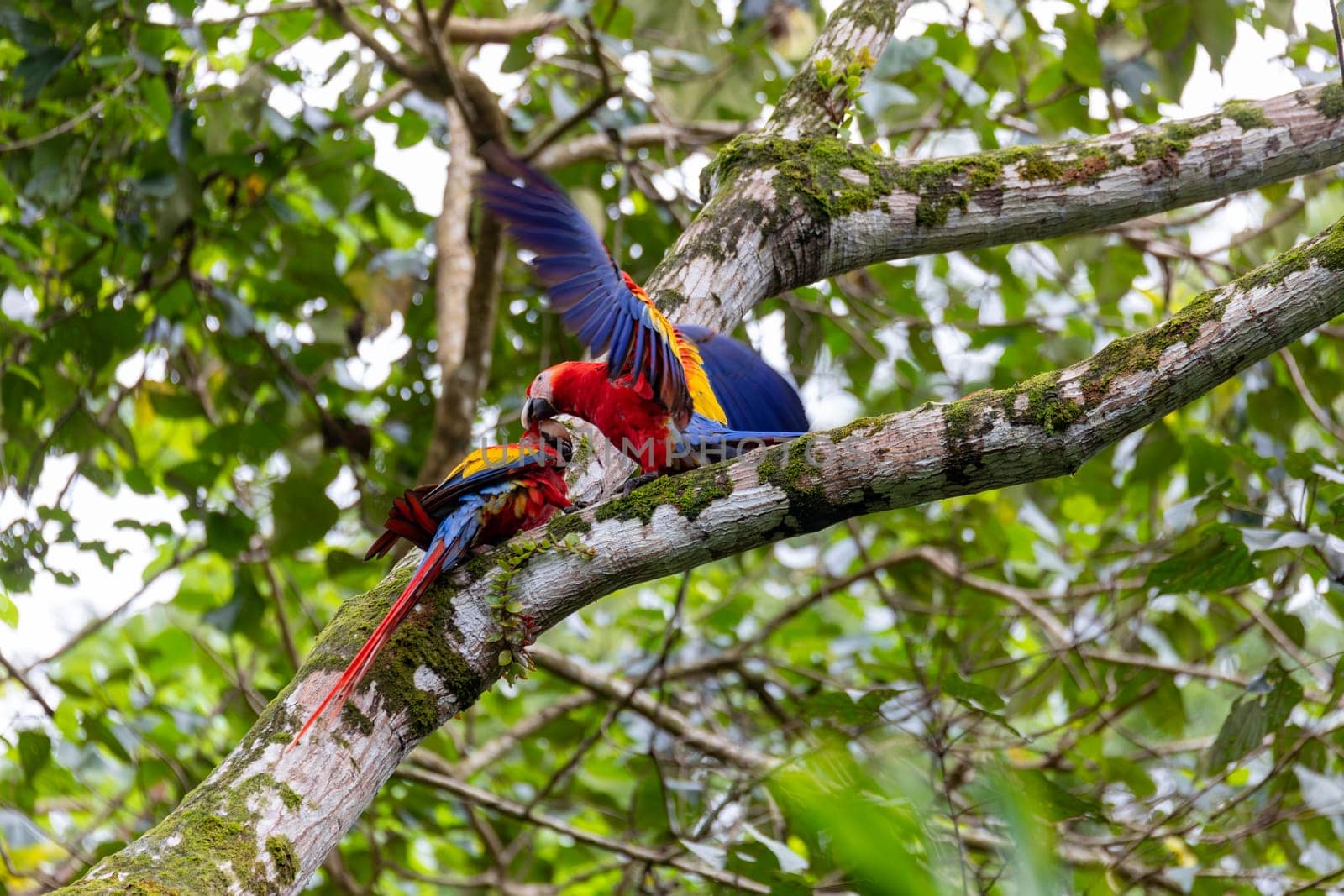 Scarlet macaw (Ara macao), couple perched on tree. Quepos, Wildlife and bird watching in Costa Rica.