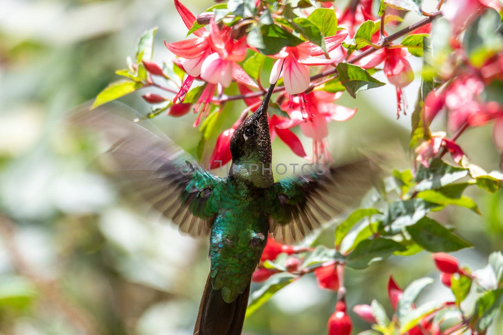 violet-headed hummingbird (Klais guimeti) Beautiful bird at San Gerardo de Dota, Wildlife and bird watching in Costa Rica.