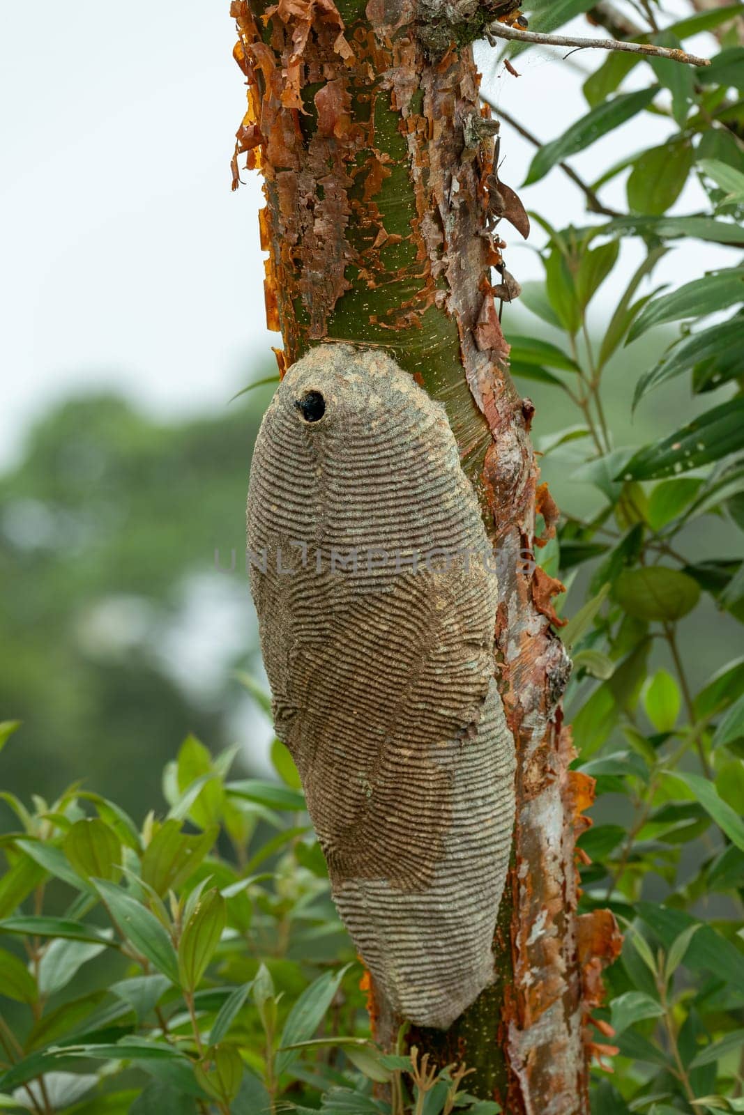 Warrior Wasp - Synoeca sp nest on tree, Synoeca is a genus of eusocial paper wasps found in the tropical forests of the Americas. Sabanas, Costa Rica wildlife