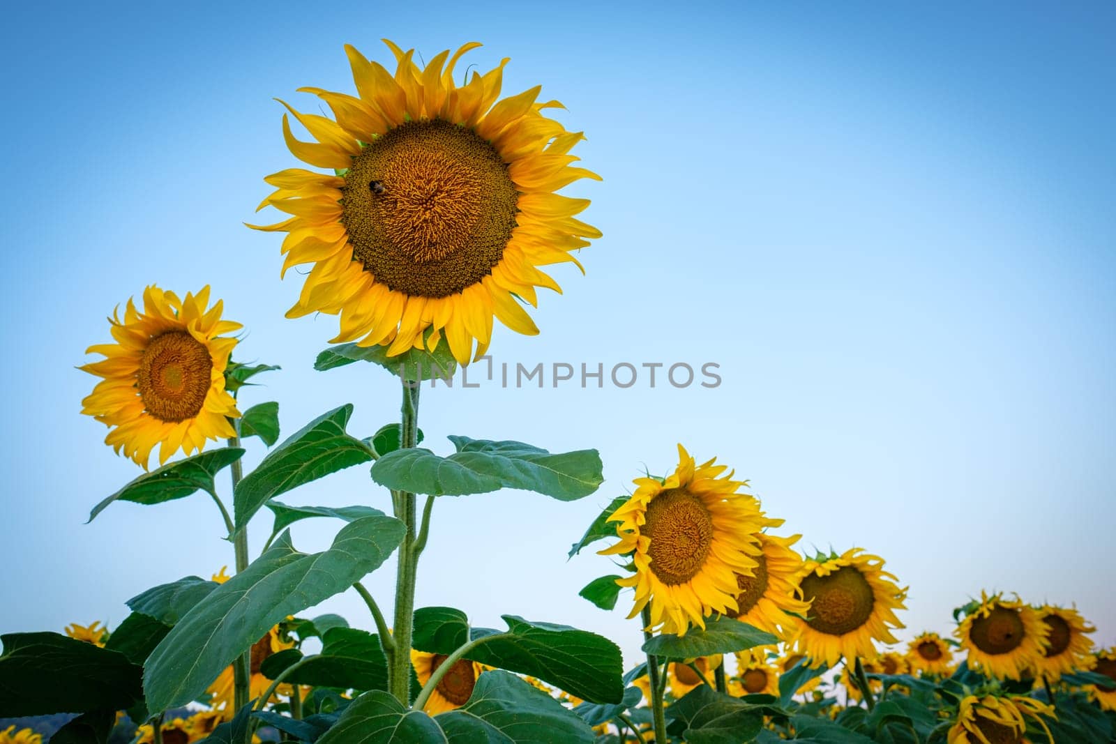 Yellow sunflowers field in the blue sky
