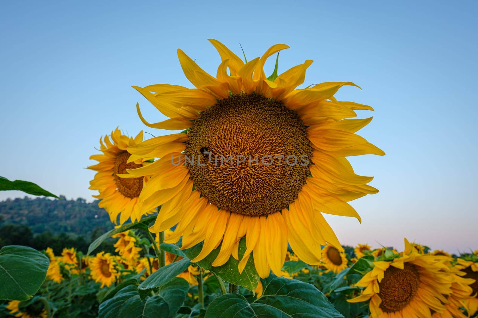 Yellow sunflower (Helianthus annus) in summer