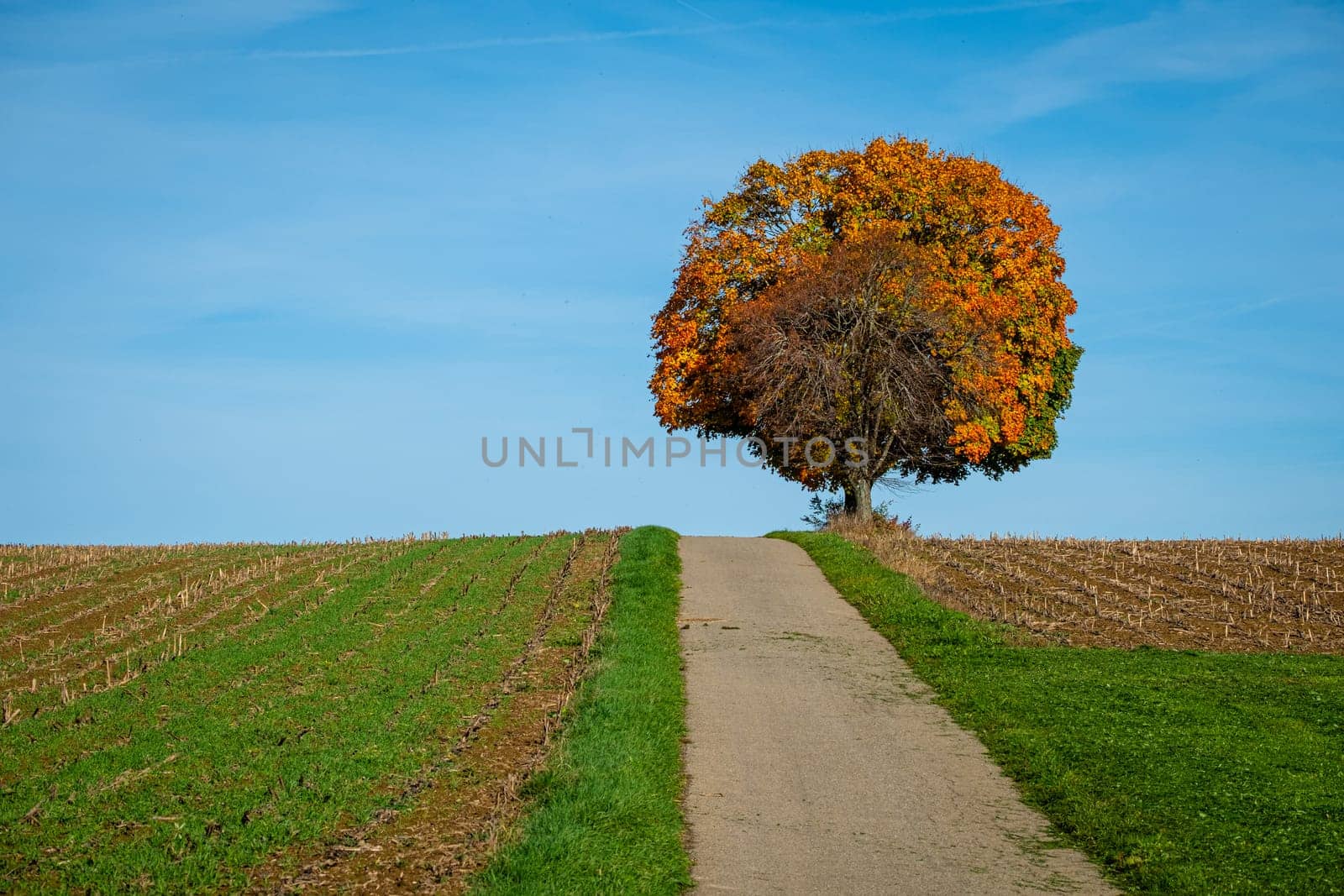 Maple tree in fall at a field with road and blue sky