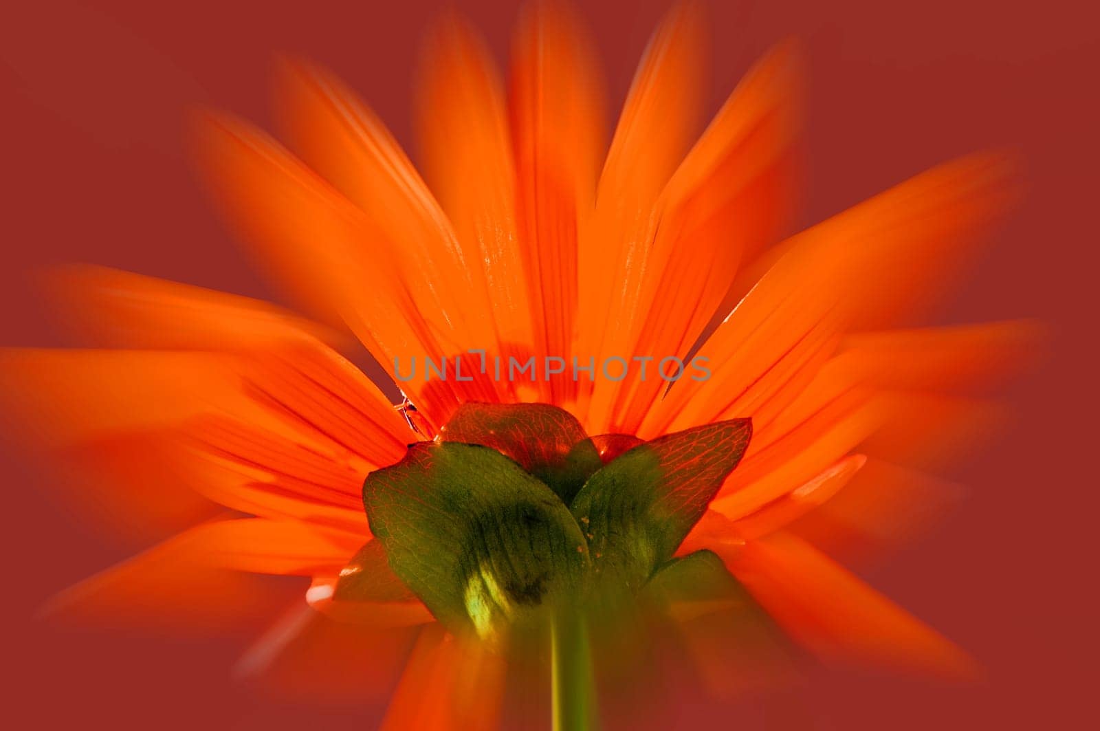 red flower with sharp center and blurred background
