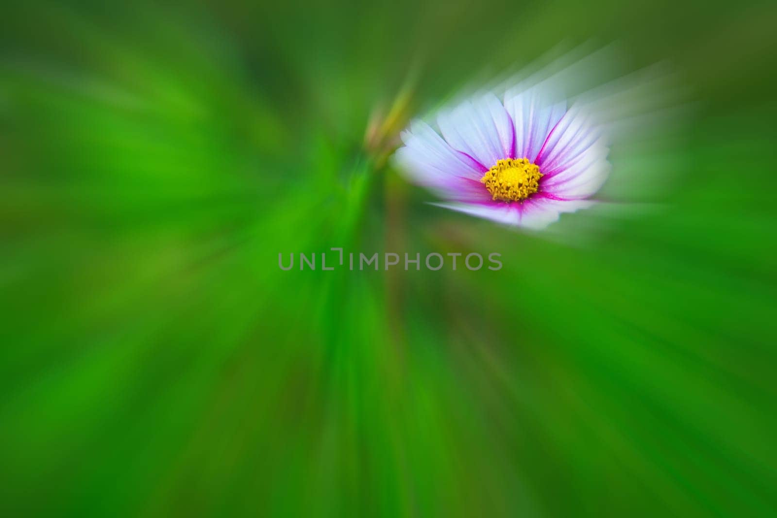 Cosmea, flower on a green, blurred background
