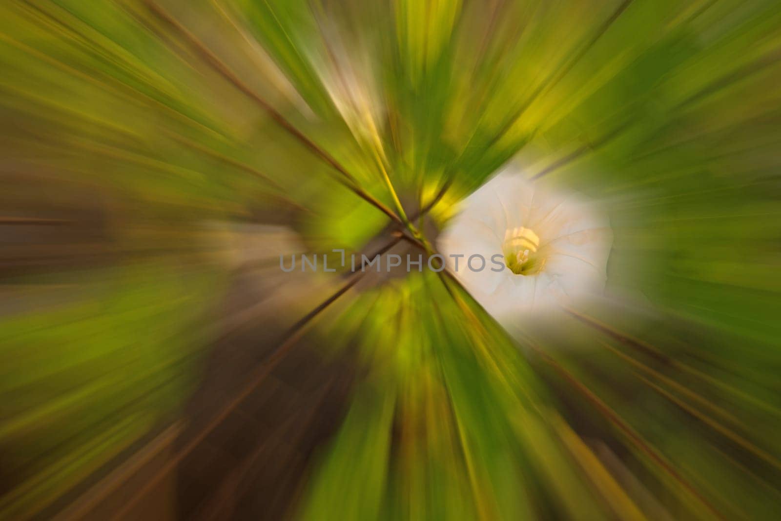 hedge-bindweed on a fence with white flower