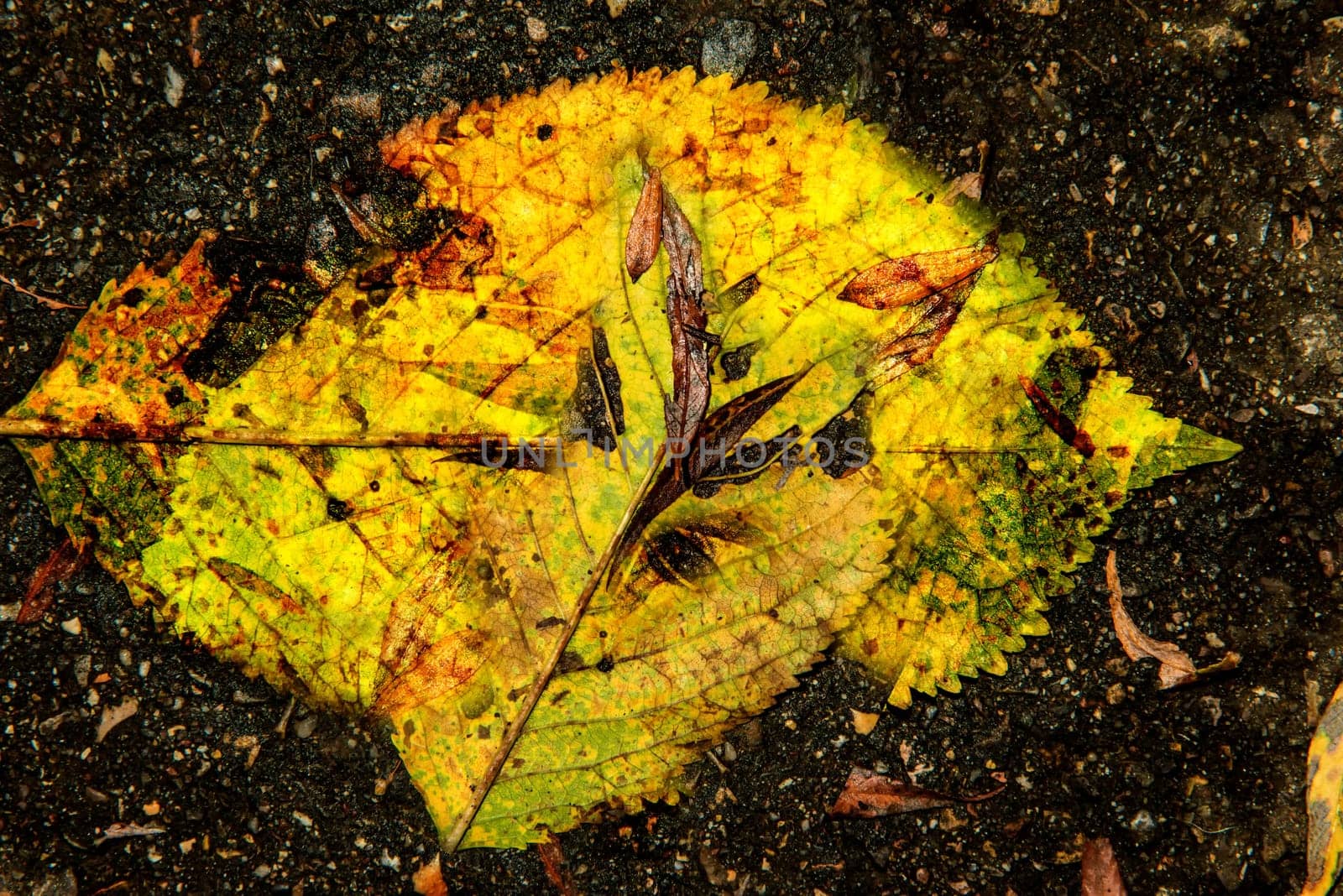 autumnal colored beech leaves on a dark street floor