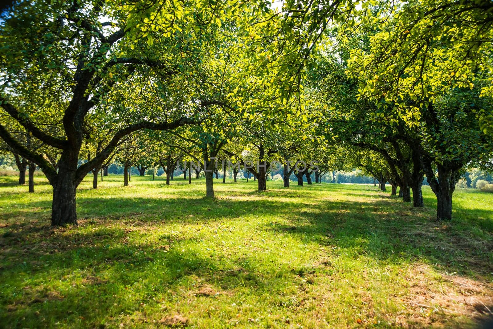 green meadow with plantation of apples trees in soft autumn sun