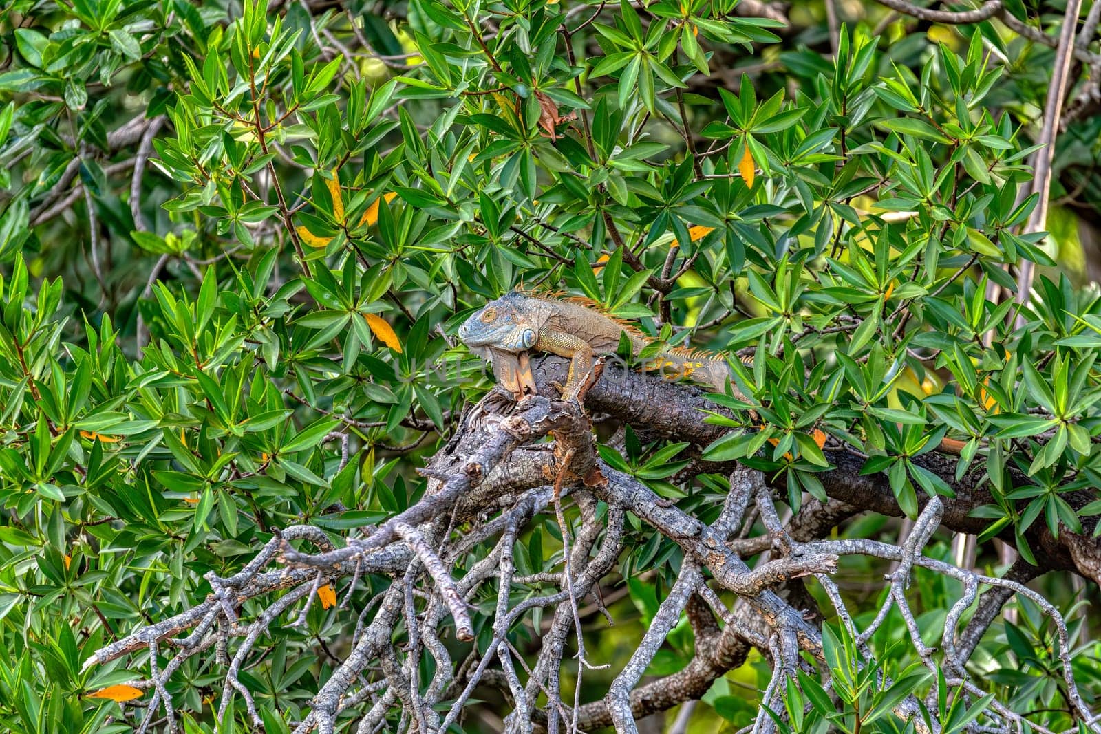 Green iguana (Iguana iguana) on tree in tropical rainforest, Rio Tempisque Guanacaste, Costa Rica wildlife