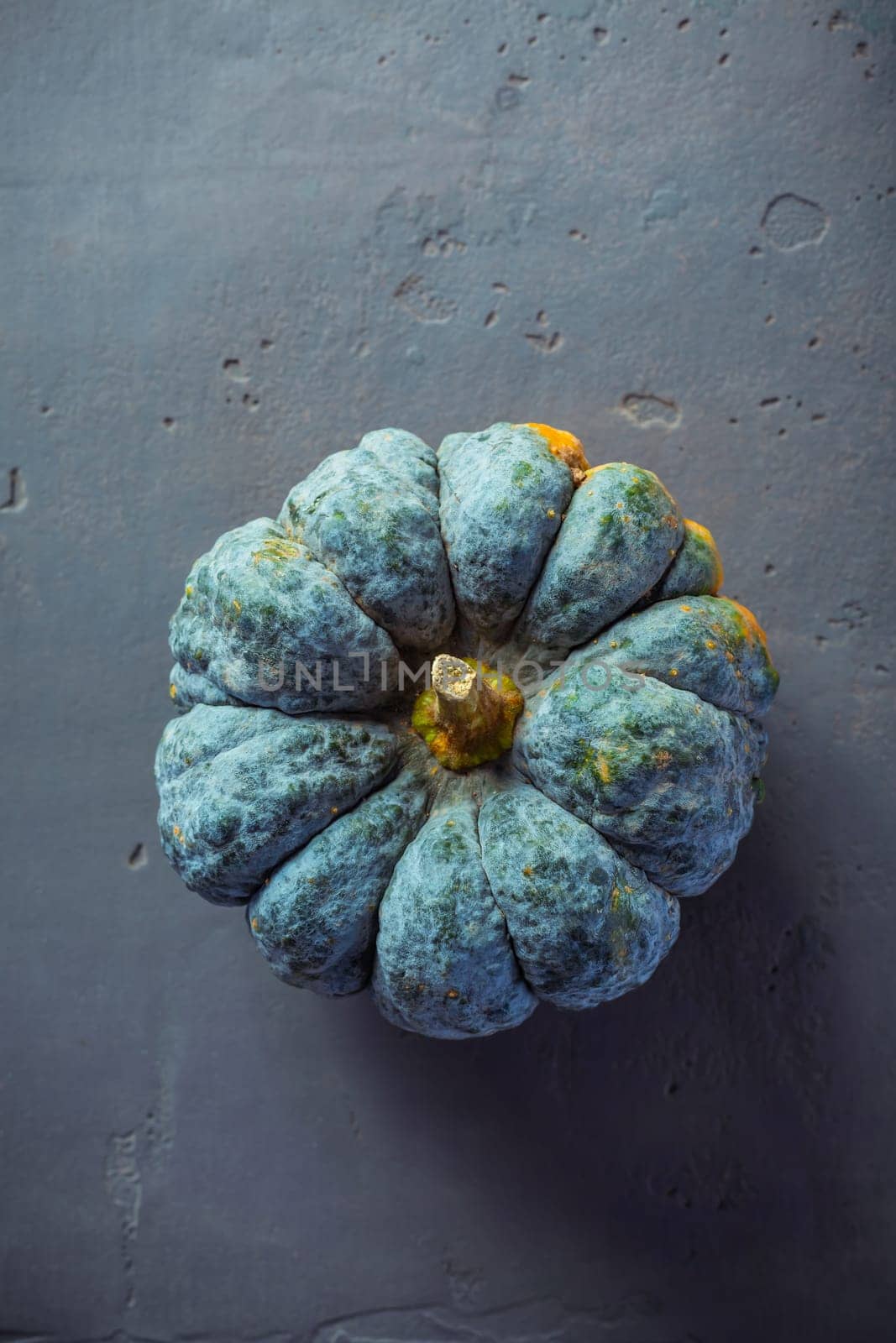 Pumpkins on grey background, autumn home decoration. Thanksgiving, Halloween and harvesting concept