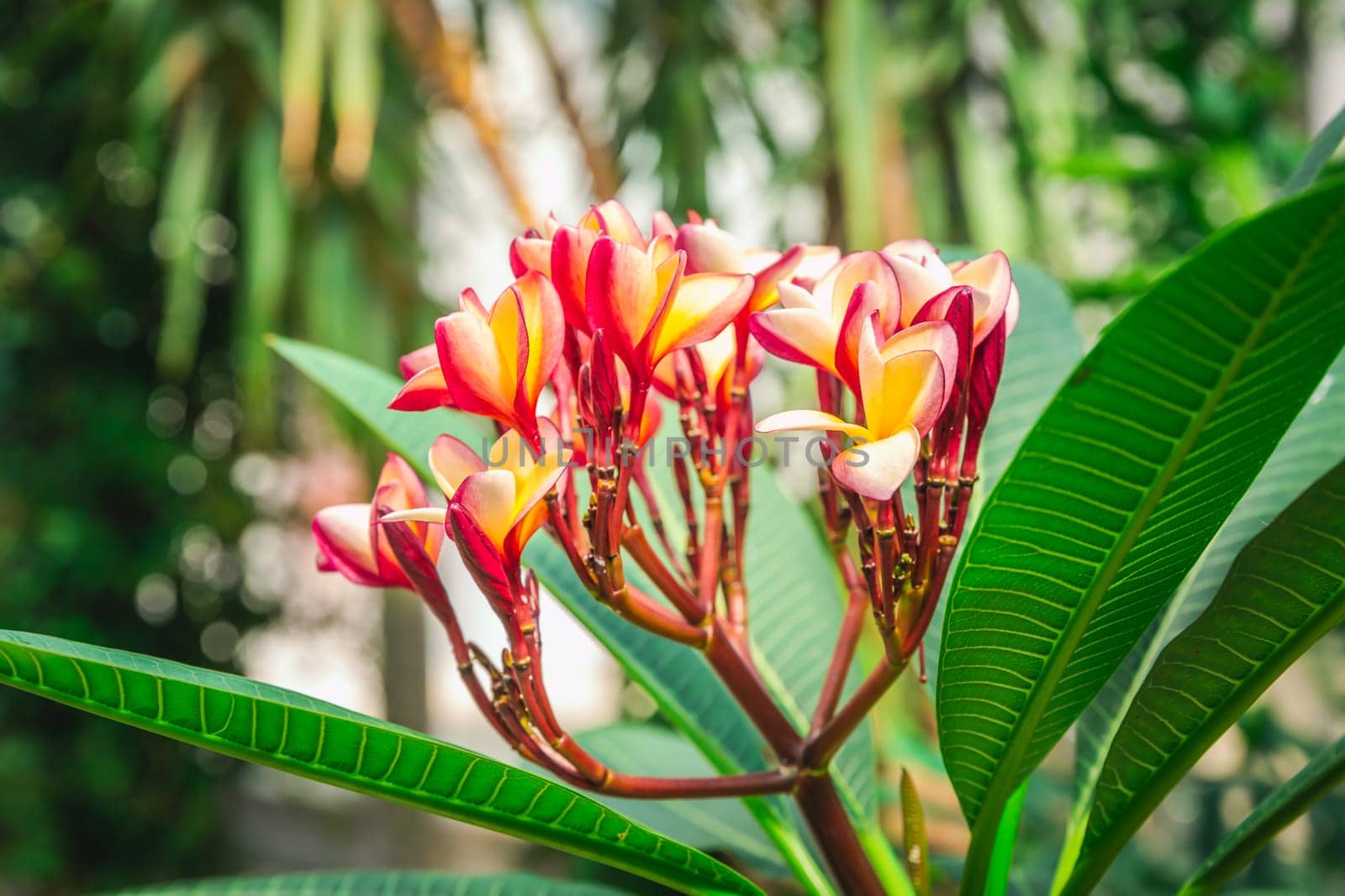 Pink Frangipani flowers in full bloom (Plumeria)