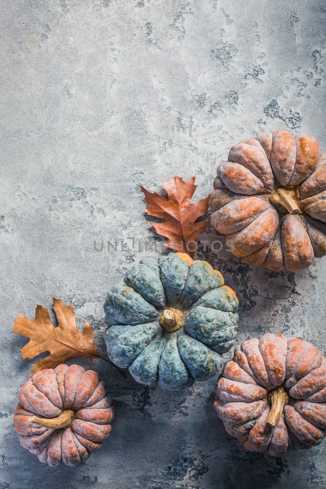 Pumpkins on grey background, autumn home decoration. Thanksgiving, Halloween and harvesting concept