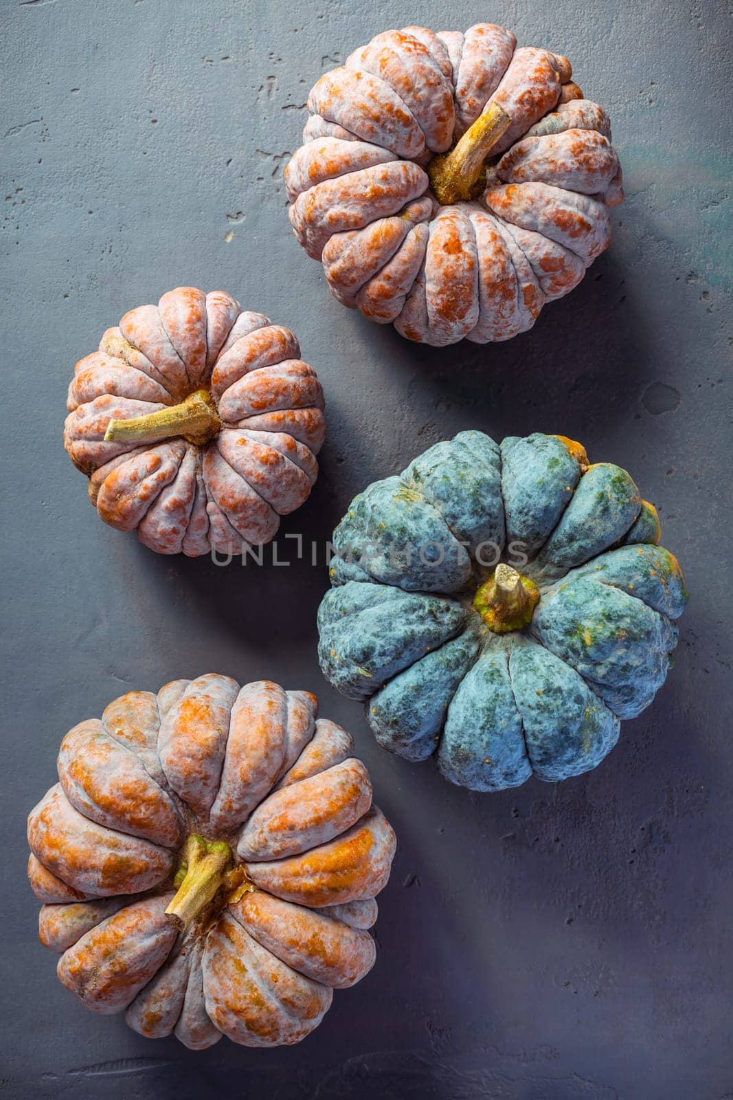 Pumpkins on grey background, autumn home decoration. Thanksgiving, Halloween and harvesting concept