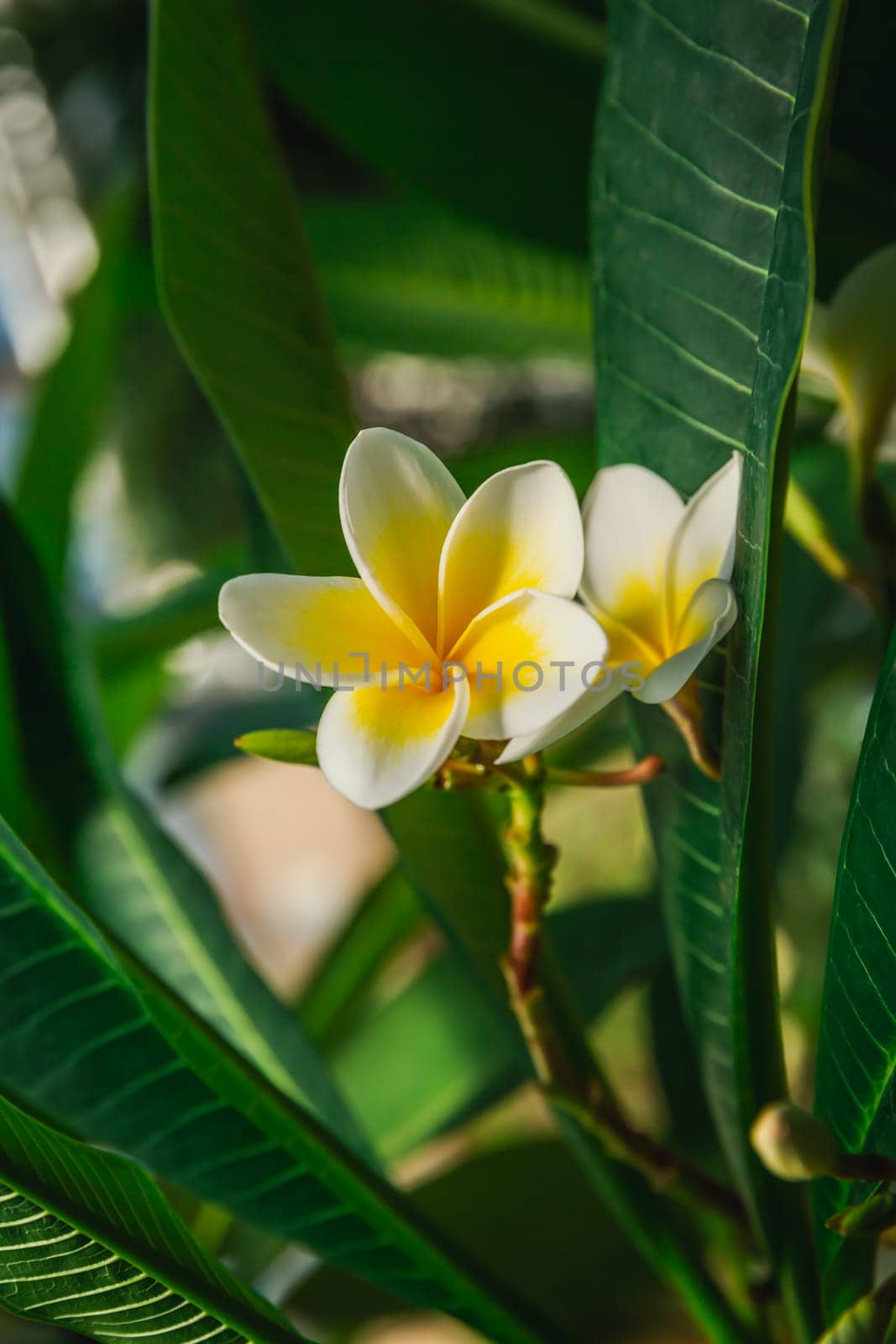White and yellow Frangipani flowers in full bloom (Plumeria)