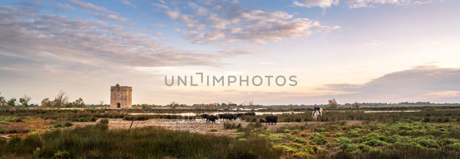 Cowboy carrying a long cattle prod near a herd of bulls, Camargue, France